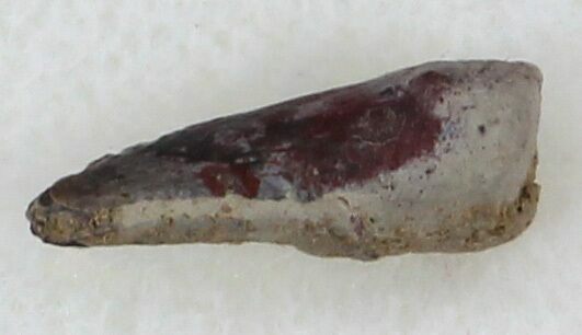 Permian Amphibian (Trimerorhachis) Claw - Oklahoma #33610